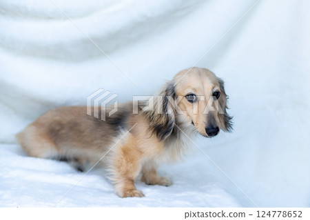 卡寧金臘腸犬 Shayette 黃色 124778652