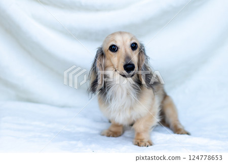 Kaninchen Dachshund Shayette Yellow 124778653