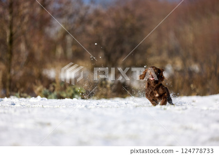 Joyful Brown Spaniel Running Through Snowy Field 124778733