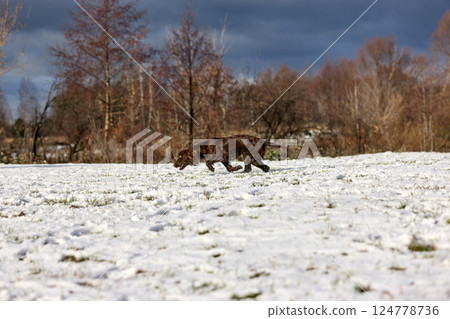 Joyful Brown Spaniel Running Through Snowy Field 124778736