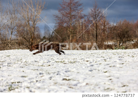 Joyful Brown Spaniel Running Through Snowy Field Joyful Brown Spaniel Running Through Snowy Field 124778737