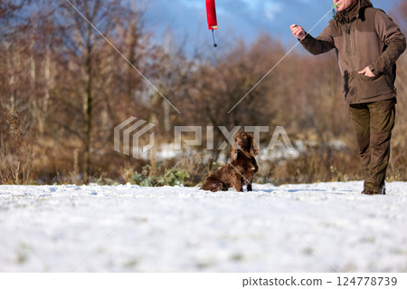 Brown Spaniel running with trainer in snowy winter landscape 124778739