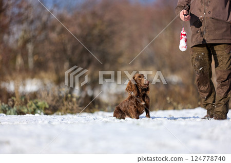 Brown Spaniel running with trainer in snowy winter landscape 124778740