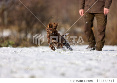 Brown Spaniel running with trainer in snowy winter landscape 124778741