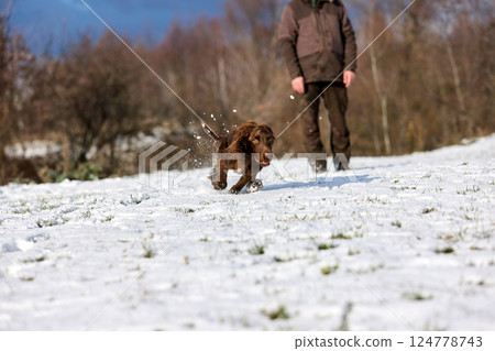 Brown Spaniel running with trainer in snowy winter landscape Brown Spaniel running with trainer in snowy winter landscape 124778743