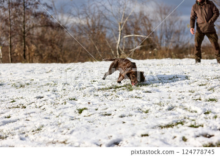 Brown Spaniel running with trainer in snowy winter landscape 124778745