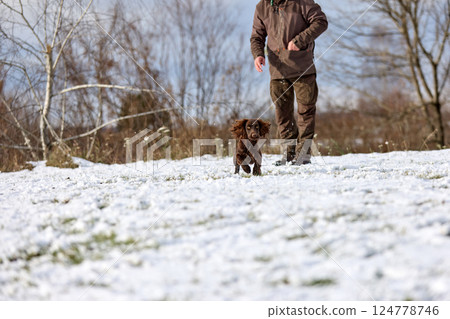 Brown Spaniel running with trainer in snowy winter landscape 124778746