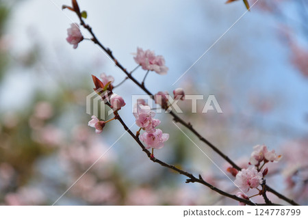 Plum blossoms bloom in Parc Monceau park, Paris, France, March 15, 2025. Plum blossoms bloom in Parc Monceau park, Paris, France, March 15, 2025. 124778799