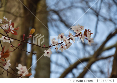 Plum blossoms bloom in Parc Monceau park, Paris, France, March 15, 2025. Plum blossoms bloom in Parc Monceau park, Paris, France, March 15, 2025. 124778801