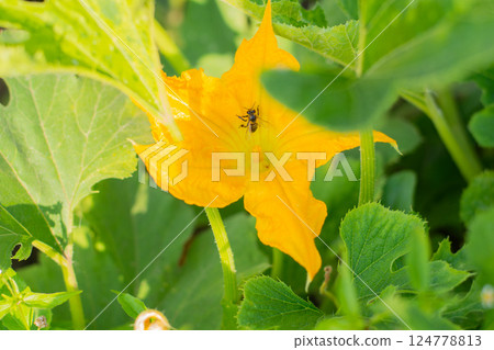 flowering zucchini in green leaves, bee in flower pollinating plant 124778813