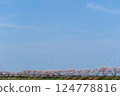 日本的春天，船川河岸邊櫻花盛開。日本富山縣朝日町。四月中旬。 124778816