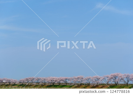 Spring in Japan, cherry blossom trees along the Funagawa River. Asahi Town, Toyama Prefecture, Japan. Mid-April. 124778816