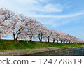 日本的春天，船川河岸邊櫻花盛開。日本富山縣朝日町。四月中旬。 124778819
