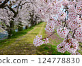 日本的春天，船川河岸邊櫻花盛開。日本富山縣朝日町。四月中旬。 124778830