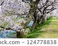 日本的春天，船川河岸邊櫻花盛開。日本富山縣朝日町。四月中旬。 124778838