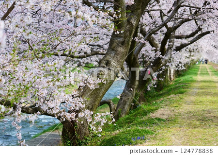 Spring in Japan, cherry blossom trees along the Funagawa River. Asahi Town, Toyama Prefecture, Japan. Mid-April. 124778838