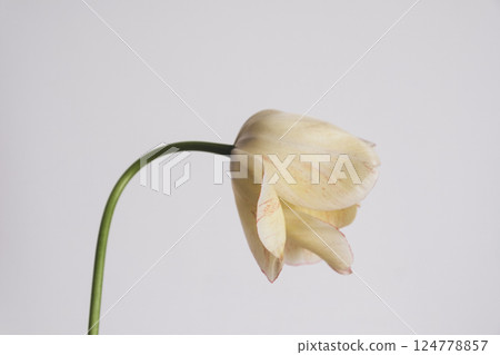 Tulip in bloom. 124778857