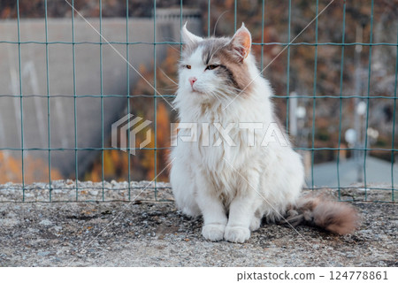 Longhaired cat. 124778861