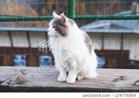 Longhaired cat. Longhaired cat. 124778869