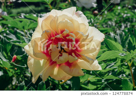 Peonies in bloom. Peonies in bloom. 124778874