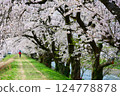 日本的春天，船川河岸邊櫻花盛開。日本富山縣朝日町。四月中旬。 124778878