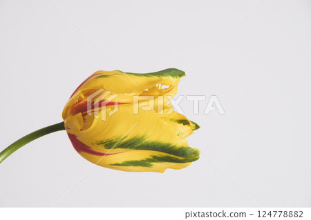 Tulip in bloom. Tulip in bloom. 124778882