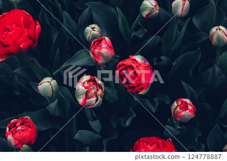 Red Tulips. Red Tulips. 124778887