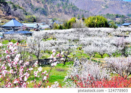 Scenery of Anzu no Sato in Chikuma City (Chikuma City, Nagano Prefecture) [2025.4] 124778903