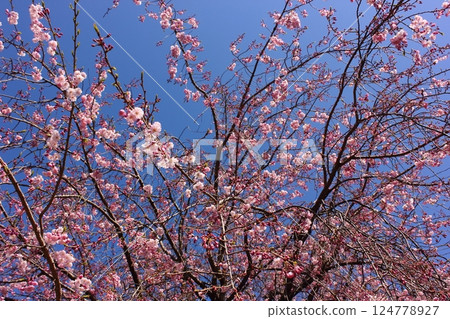 福藏院三門前的四月藍天和垂枝櫻花（5） 124778927