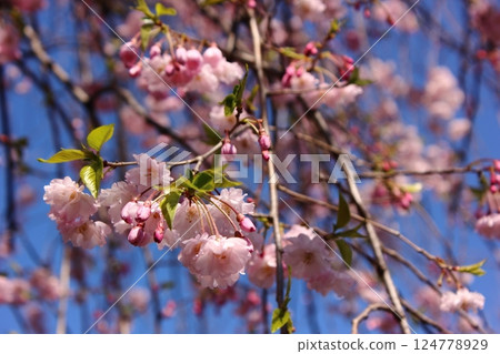 福藏院三門前的四月藍天和垂枝櫻花(7) 福藏院三門前的四月藍天和垂枝櫻花(7) 124778929