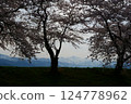 日本的春天，船川河岸邊櫻花盛開。日本富山縣朝日町。四月中旬。 124778962