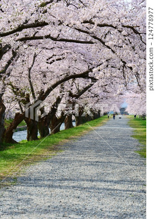 日本的春天,船川河岸邊櫻花盛開。日本富山縣朝日町。四月中旬。 日本的春天,船川河岸邊櫻花盛開。日本富山縣朝日町。四月中旬。 124778977