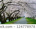 日本的春天，船川河岸邊櫻花盛開。日本富山縣朝日町。四月中旬。 124778978