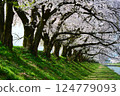 日本的春天，船川河岸邊櫻花盛開。日本富山縣朝日町。四月中旬。 124779093