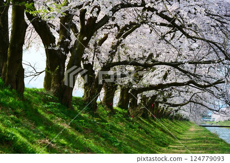 日本的春天,船川河岸邊櫻花盛開。日本富山縣朝日町。四月中旬。 日本的春天,船川河岸邊櫻花盛開。日本富山縣朝日町。四月中旬。 124779093