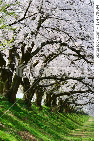 Spring in Japan, cherry blossom trees along the Funagawa River. Asahi Town, Toyama Prefecture, Japan. Mid-April. 124779094
