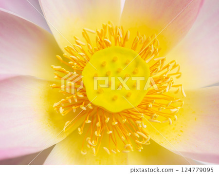 蓮花 蓮花 124779095