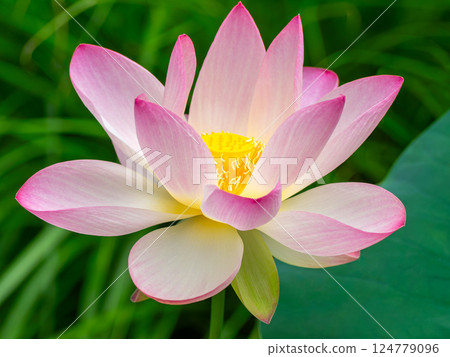 蓮花 124779096