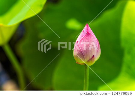蓮花 124779099