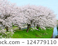 日本的春天，船川河岸邊櫻花盛開。日本富山縣朝日町。四月中旬。 124779110