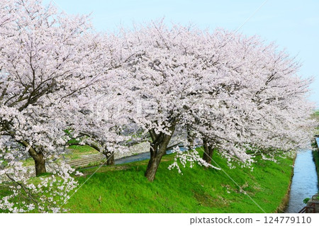 日本的春天，船川河岸邊櫻花盛開。日本富山縣朝日町。四月中旬。 124779110