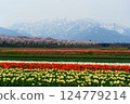 日本的春天，船川的春光四重奏。日本富山縣朝日市。四月中旬。 124779214