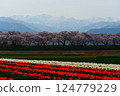 日本的春天，船川的春光四重奏。日本富山縣朝日市。四月中旬。 124779229