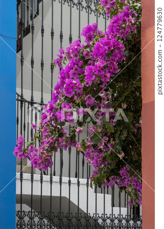 Bougenvillea and architecture, Gran Canaria, Spain Bougenvillea and architecture, Gran Canaria, Spain 124779630