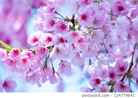 Newly bloomed cherry blossoms 124779641