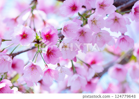 Newly bloomed cherry blossoms 124779648