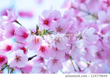 Newly bloomed cherry blossoms Newly bloomed cherry blossoms 124779649