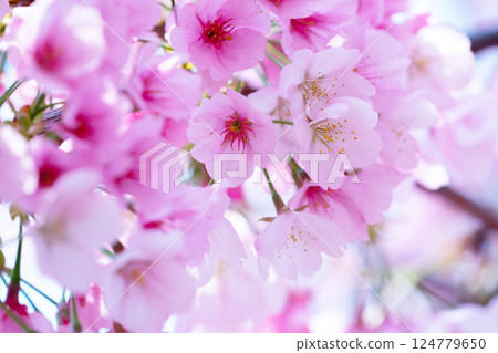 Newly bloomed cherry blossoms 124779650