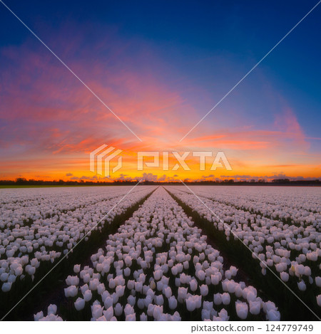 Netherlands. Field with tulip rows during sunset. Dutch landscape. Rows on the field. Holland. 124779749