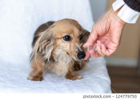 卡寧金臘腸犬 Shayette 黃色 124779750